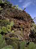 Opuntia ficus-indica