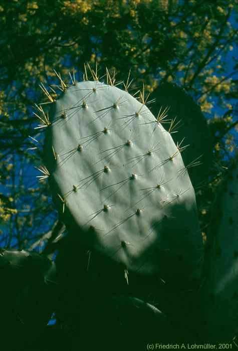 Opuntia robusta WENDL.