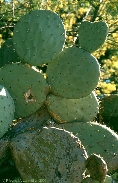 Opuntia robusta WENDL.