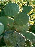 Opuntia robusta