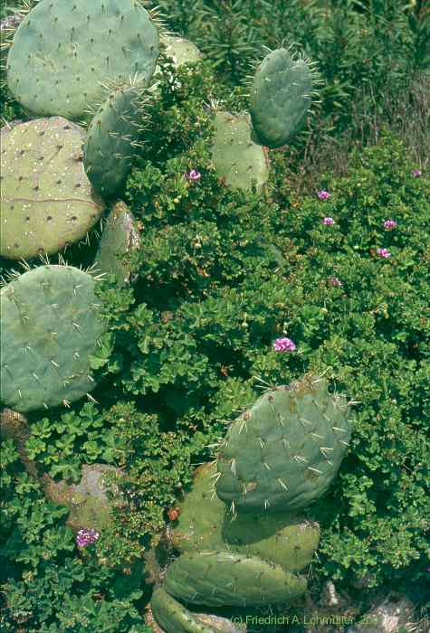 Opuntia robusta WENDL.