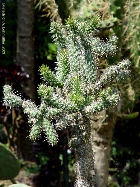 Cylindropuntia species