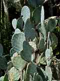 Opuntia species