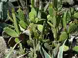 Opuntia microdasys