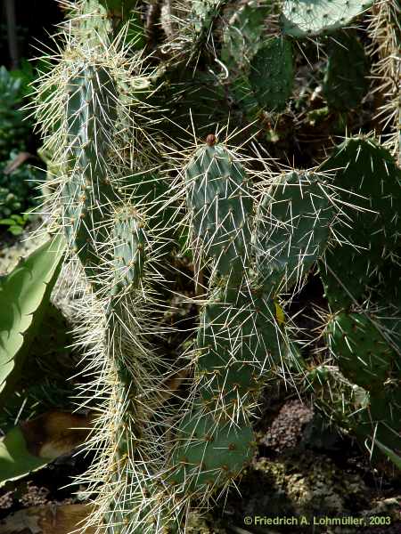 Opuntia species