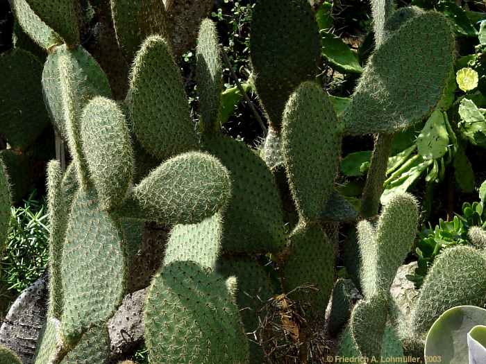 Opuntia scheeri