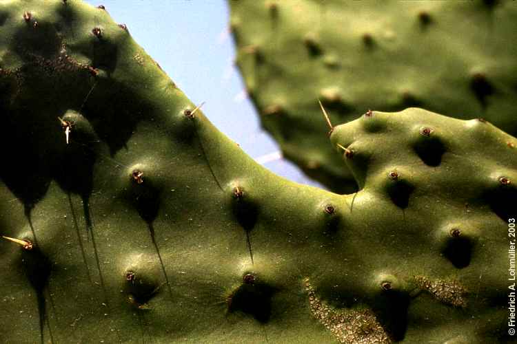 Opuntia ficus-indica (L.) MILL.