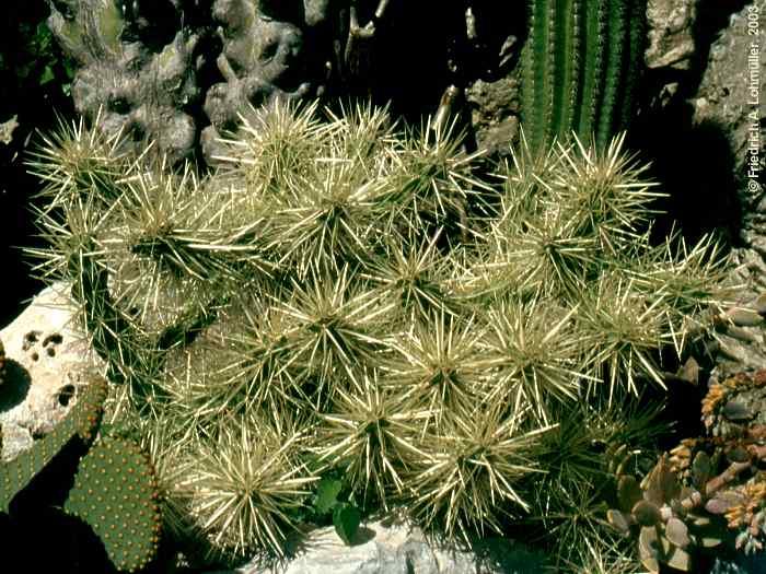 Cylindropuntia tunicata, Opuntia tunicata, Opuntia puelchana