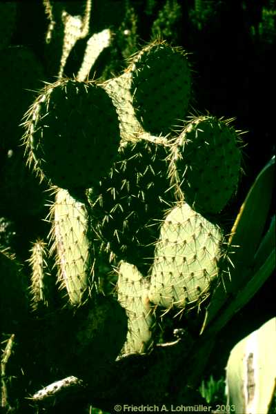 Opuntia species