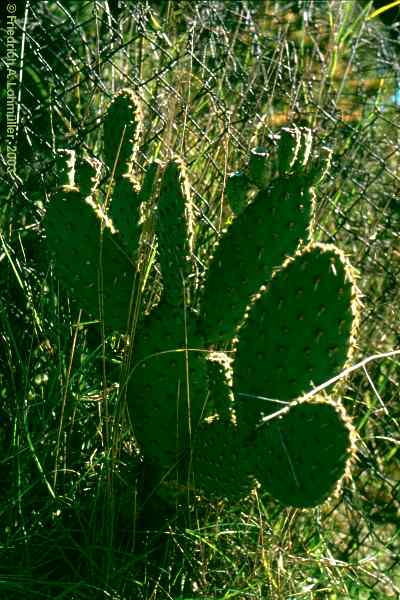 Opuntia velutina, Opuntia nelsonis, Opuntia affinis