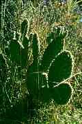 Opuntia velutina