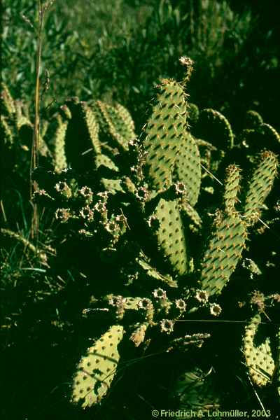 Opuntia velutina, Opuntia nelsonis, Opuntia affinis