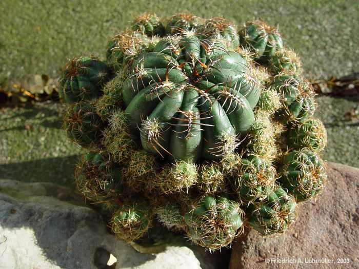 Oroya peruviana var.minima