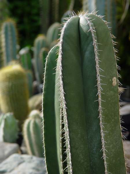 Pachycereus marginatus, Marginatocereus marginatus