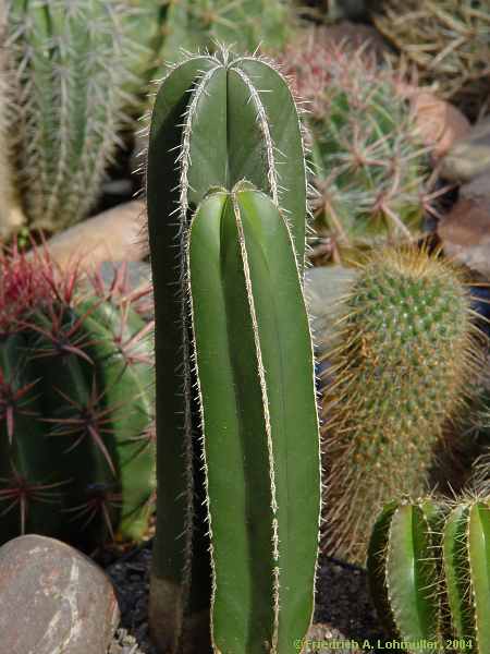 Pachycereus marginatus, Marginatocereus marginatus