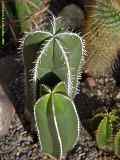 Pachycereus marginatus = Marginatocereus marginatus