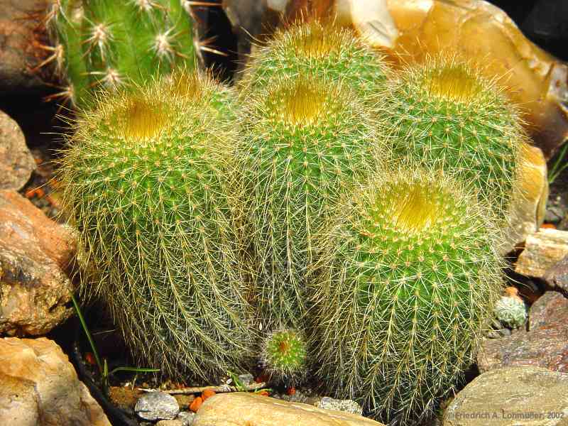 Parodia leninghausii, Eriocactus leninghausii