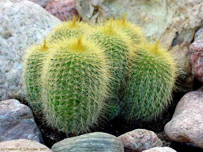 Parodia leninghausii, Eriocactus leninghausii