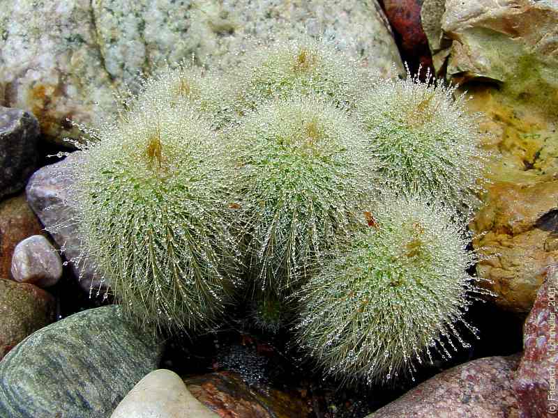 Parodia leninghausii, Eriocactus leninghausii