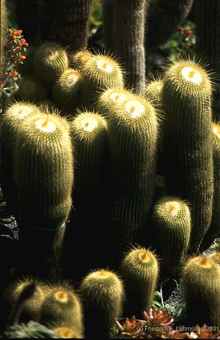 Parodia leninghausii, Eriocactus leninghausii