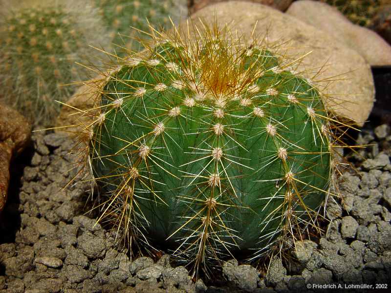 Parodia magnifica, Eriocactus magnificus