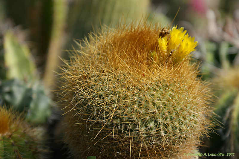 Parodia haselbergii, Brasilicactus haselbergii