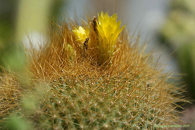 Parodia haselbergii, Brasilicactus haselbergii