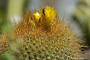 Parodia haselbergii, Brasilicactus graessneri