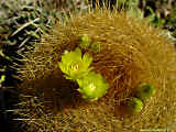 Parodia haselbergii, Brasilicactus graessneri