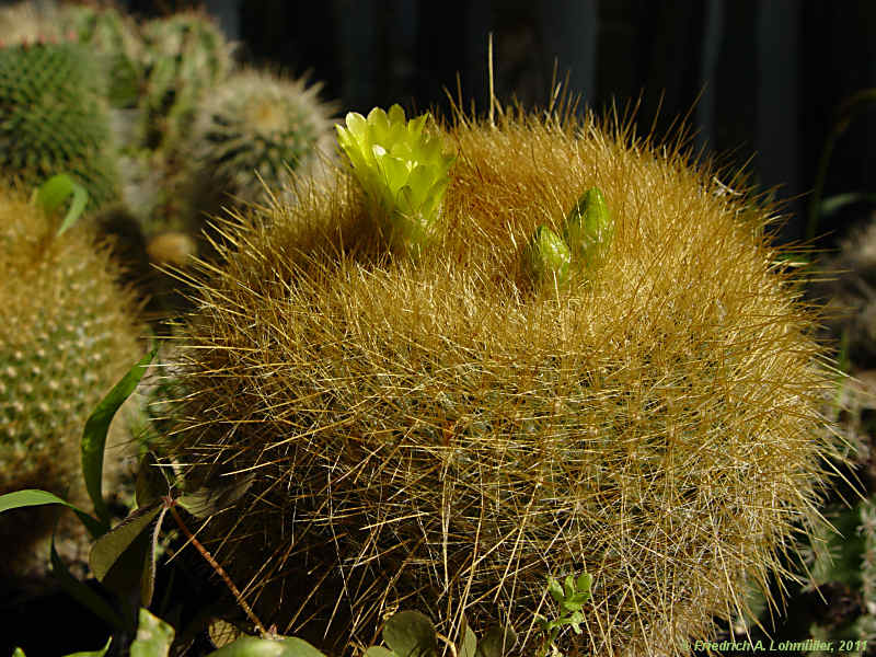 Parodia haselbergii, Brasilicactus haselbergii