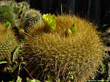 Parodia haselbergii, Brasilicactus graessneri