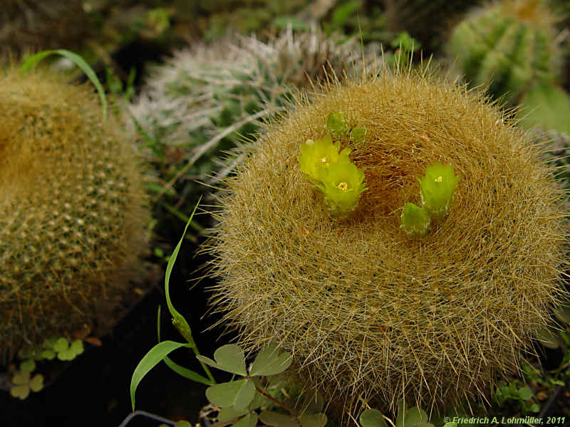 Parodia haselbergii, Brasilicactus haselbergii