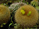 Parodia haselbergii, Brasilicactus graessneri