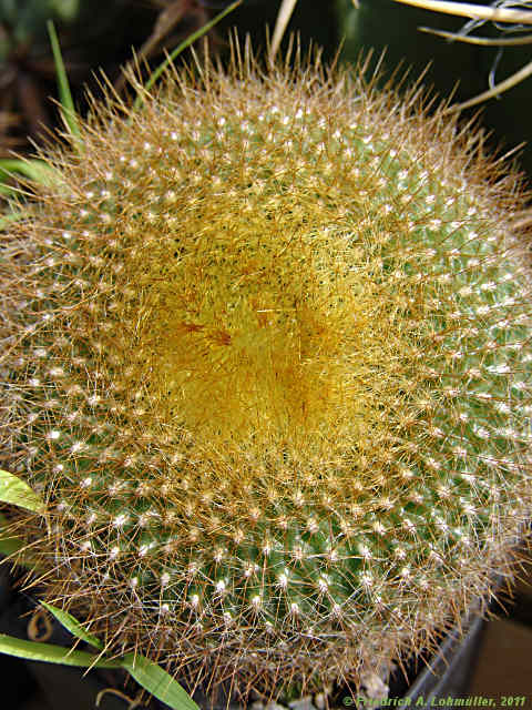 Parodia haselbergii, Brasilicactus haselbergii