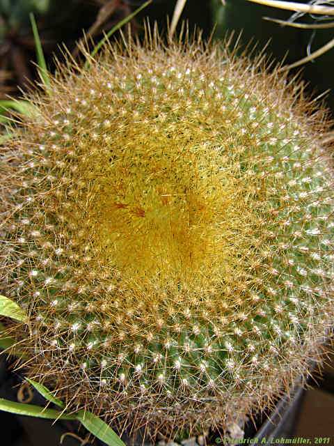 Parodia haselbergii, Brasilicactus haselbergii