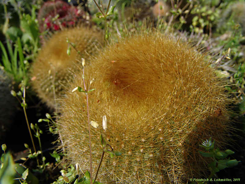 Parodia haselbergii, Brasilicactus haselbergii