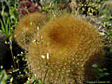 Parodia haselbergii, Brasilicactus graessneri