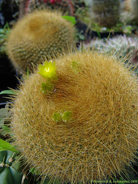 Parodia haselbergii, Brasilicactus haselbergii