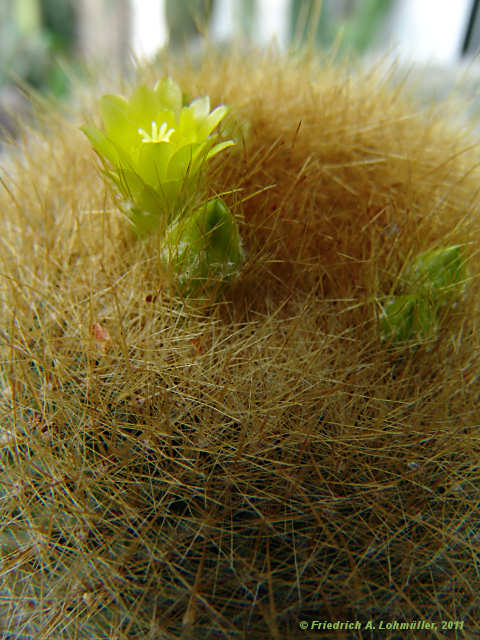 Parodia haselbergii, Brasilicactus haselbergii