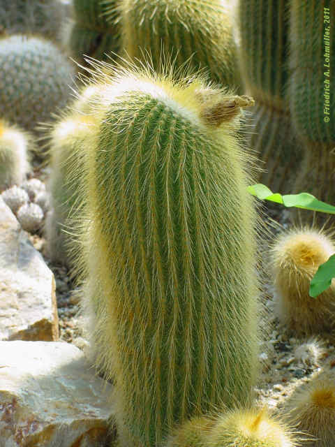 Parodia leninghausii, Eriocactus leninghausii