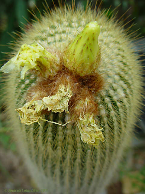 Parodia leninghausii, Eriocactus leninghausii