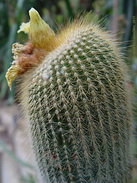 Parodia leninghausii, Eriocactus leninghausii