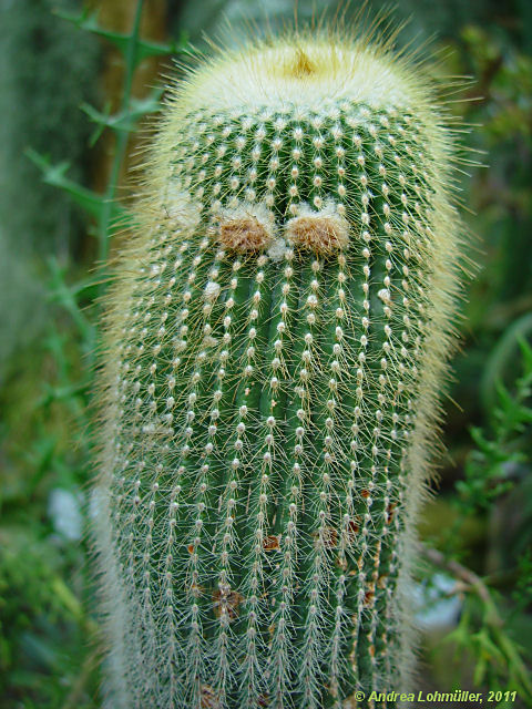 Parodia leninghausii, Eriocactus leninghausii