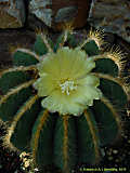 Parodiam, Eriocactus