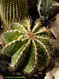 Parodia magnifica, Eriocactus magnificus