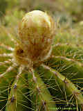 Parodia magnifica, Eriocactus magnificus