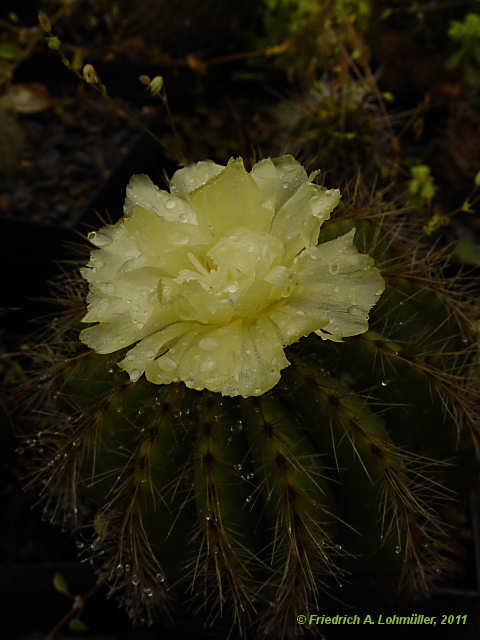 Parodia magnifica, Eriocactus magnificus