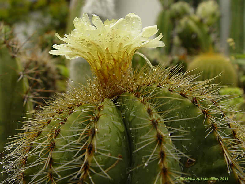 Parodia magnifica, Eriocactus magnificus