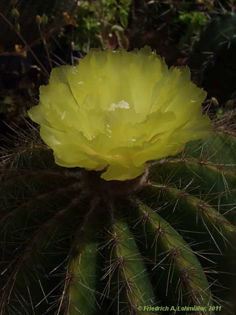 Parodia magnifica, Eriocactus magnificus