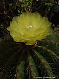 Parodia magnifica, Eriocactus magnificus